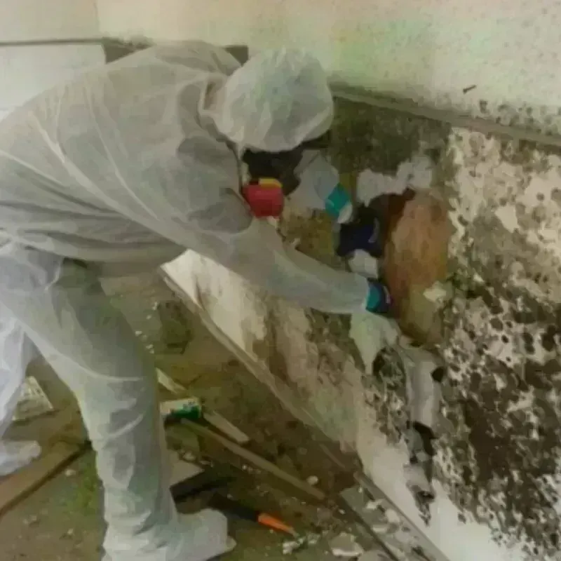 Mold Remediation and Removal in Fayetteville, AL